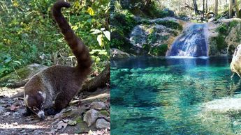 En el Parque Natural La Estanzuela de Monterrey hay gran cantidad de flora y fauna. | Especial