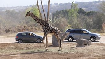 Durante el recorrido en auto por Africam Safari puedes ver a la jirafa Benito y miles de animales de diferentes especies | Es Imagen