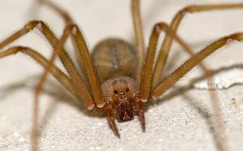 Hombre muere tras picadura de araña violinista; llevaba una semana hospitalizado