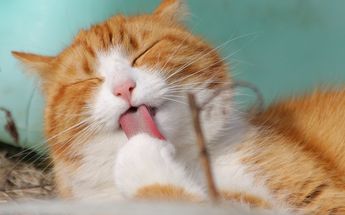 Los gatos son las mascotas favoritas en algunas partes del mundo /Pixabay