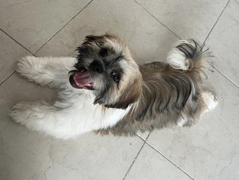 Shih Tzu, a pesar de su aspecto lujoso, esta raza arroja poco pelo