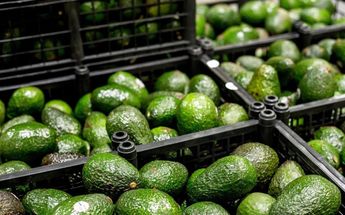 Cómo madurar los aguacates de manera rápida | Archivo