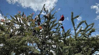 Nadie puede explicar cómo es que en este árbol hay ropa interior o cuál es el fin de esto, pero sin duda es algo muy curioso | Andrés Lobato