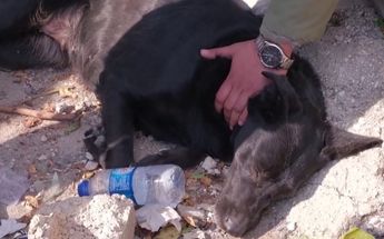 Perrita espera a su dueña que está bajo los escombros/ Especial