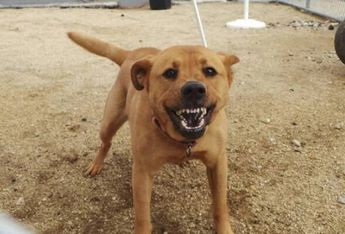 Perro ataca a su dueña y le provoca heridas en el rostro en Torreón (Archivo)