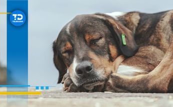 El hombre fue captado cuando atropelló con su camioneta a un perrito que estaba acostado en la calle | Pexels
