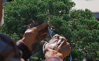 El Museo del Bonsai se fundó en 1975 / Melanie Torres
