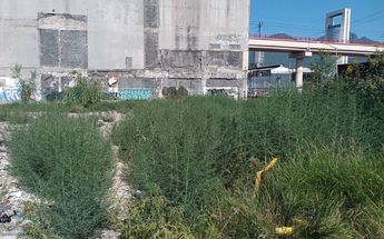 Reportan aguas negras en terreno baldío / Erik Rocha