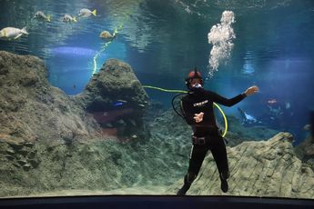 Entre las experiencias del Acuario Michin se encuentra la inmersión con especies / Agencia Es Imagen