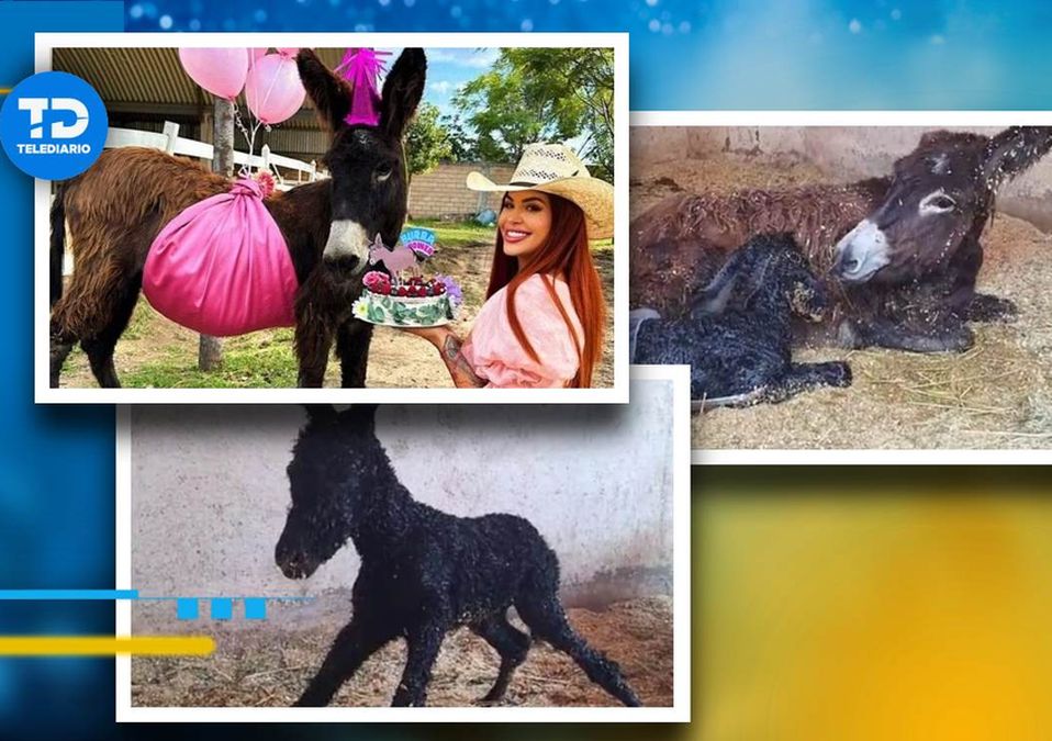 Burra Lucha se convierte en mamá en Cuacolandia / Especial