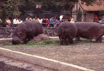Hipopótamos en el Zoológico de Chapultepec/ Fototeca Milenio