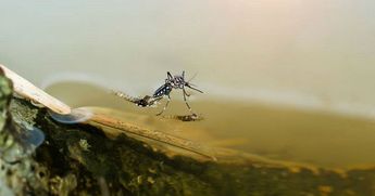 Mosquito del dengue | Telediario