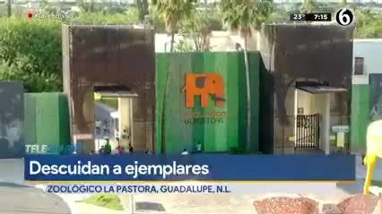 Animales de La Pastora viven entre plagas de ratas y en estanques sin filtración tras mal manejo financiero
