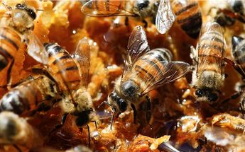 La presencia de abejas ha incrementado en la zona urbana de La Laguna