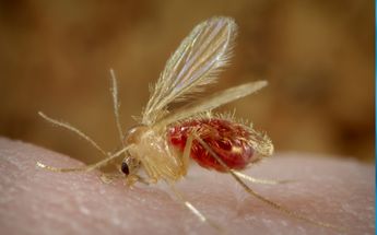 Así son los jejenes, mosquitos que abundan en Nuevo León. | Especial