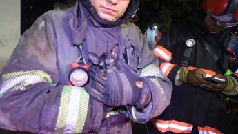 Bombero con el gatito rescatado / Usi Toledo