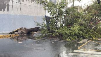El árbol quedó obstruyendo el paso sobre la calle Ruperto Martínez, en su cruce con Manuel Doblado.
