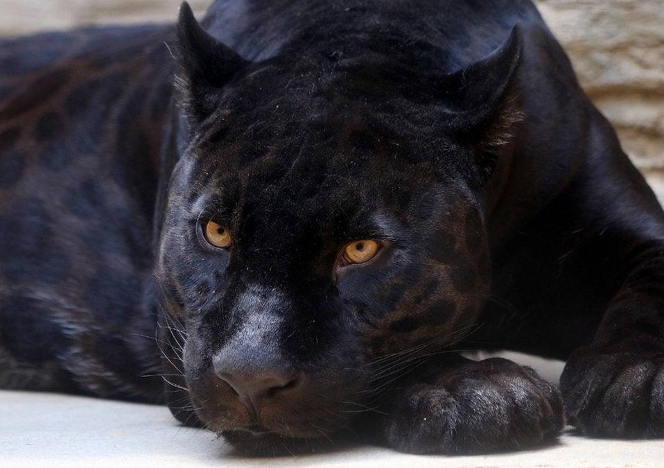 Pantera negra /Pixabay