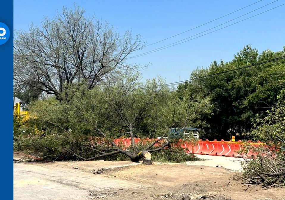 Comienza tala de árboles para construir Línea 6 del Metro en NL | Sandra González