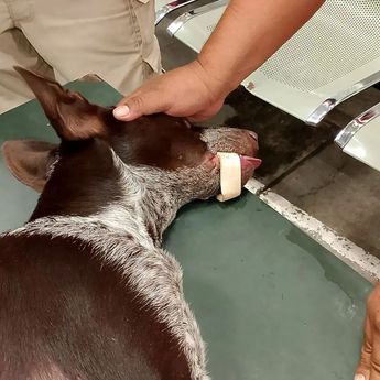 Usaron herramientas especiales para poder sacar al perrito del aprieto. | PC y Bomberos de Guadalajara