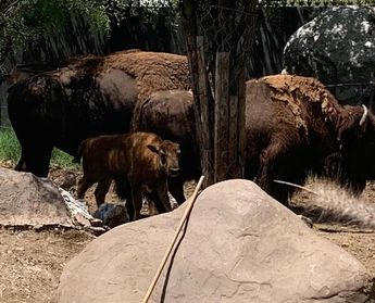 En cuanto al bisonte hembra no se tiene prisa por el traslado.