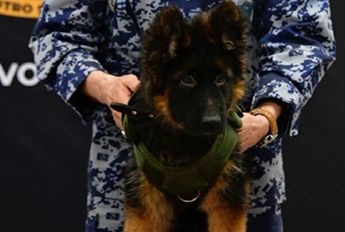 Perrito turco llega a México │ Sedena.