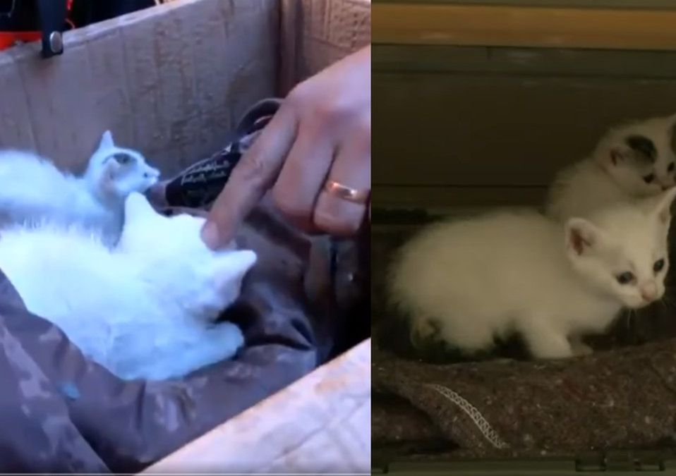 Los gatitos salvado de incendio en CdMx podrán ser adoptados | Telediario