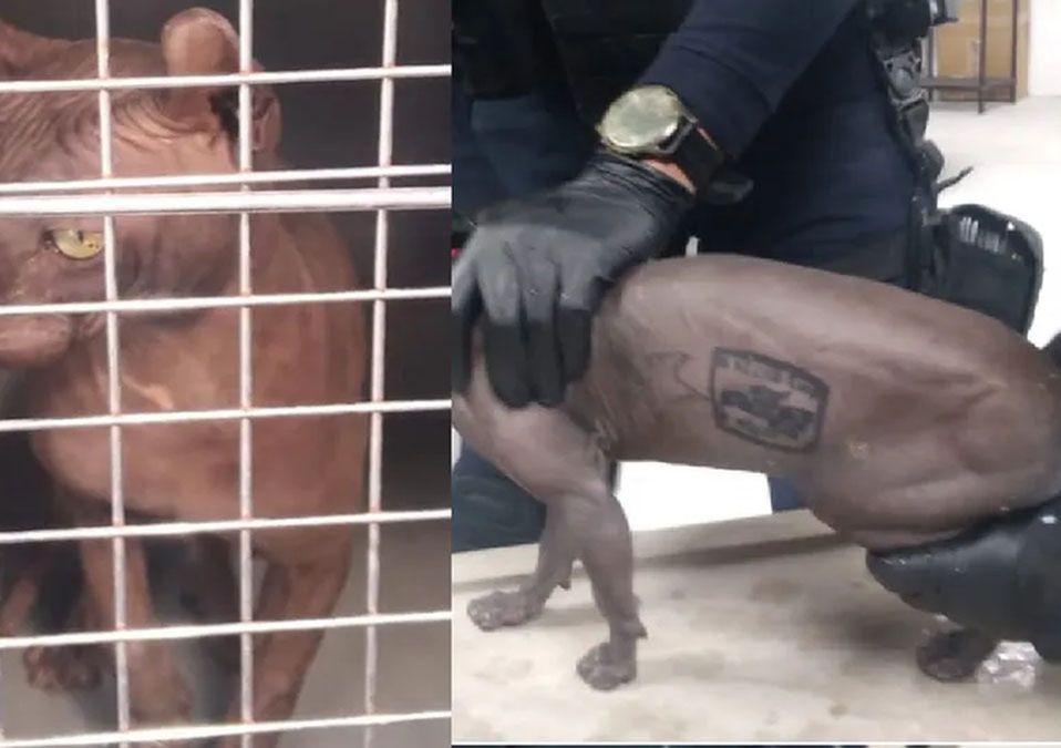 Ciudad Juárez. Aseguran un gato tatuado con símbolos de “Los Mexicles”