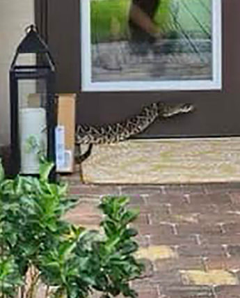Serpiente de cascabel muerde a repartidora/ Especial