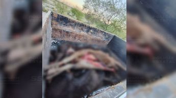 Los cuatro bovinos eviscerados fueron hallados en la caja de la camioneta luego de que los tripulantes intentaran escapar a pie de los agentes estatal