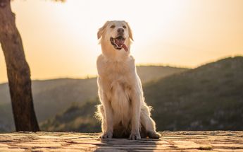 Imagen de perrito bajo el sol / Freepik