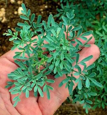 La Ruda es una planta medicinal para los humanos, pero un arma letal en contra de los alacranes | Pinterest Gardening Soul