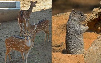 El Zoológico del Altiplano de Tlaxcala también cuenta con otros ejemplares mamíferos | Melanie Torres