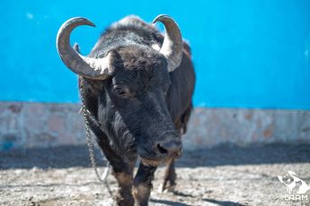Recatan búfalo en calles de Querétaro / Facebool: CAAM El Marqués.