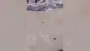 Sospechoso de secuestro muere ahogado en fuga tras persecución vecinal; hechos fueron captados en video