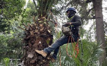 La Sedema asegura que una de sus prioridades es frenar la mortandad de palmera