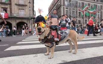 Perro en el Grito de Independencia del Zócalo de CdMx / Jesús Quintanar