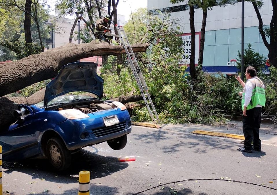 árbol cae sobre un automóvil en avenida de los Insurgentes / Twitter: @SGIRPC_CDMX