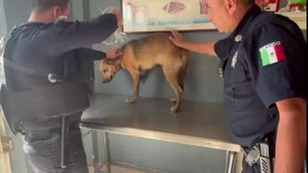 Policías de Torreón rescatan a perro herido