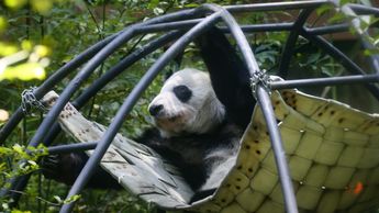 Xin Xin, hija de la famosa Tohui y Chia Chia, hoy es la única panda gigante que habita en toda Latinoamérica | Araceli López