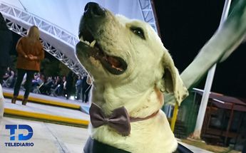 Matan a perro “ingeniero”, en Universidad Tecnológica de Tehuacán / Especial
