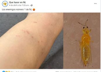Comparten memes sobre jejenes en Monterrey. | Especial