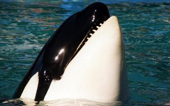Captan a orca blanca que brilla debajo del agua en Alaska