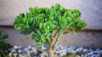 Árbol de Jade | Sodoku Online