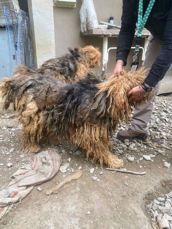 El rescate se dio luego de la ejecución de una orden de cateo en la colonia Bosques del Valle. | Cortesía