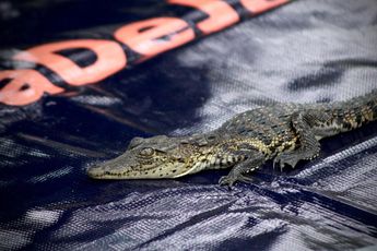 Escuadrón Jaguares localiza fauna silvestre en pleno centro de la ciudad| Escuadrón Jaguares