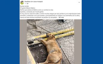 Fallece el perrito 'Elektro' de un infarto a causa de pirotecnia; fue adoptado por empleados de Elektra