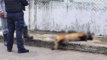 Los propios vecinos cubrieron el cuerpo del can antes de la llegada de las autoridades / Isabel Zamudio