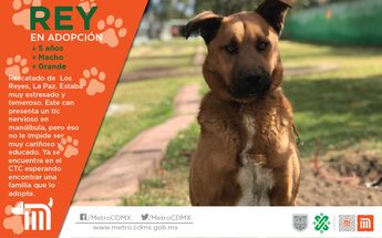 En el Centro de Transferencia Canina del Metro podrás adoptar a un lomito | CTC Metro CdMx
