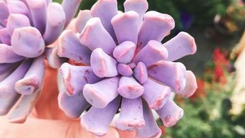 Suculenta Echeveria | Panorama